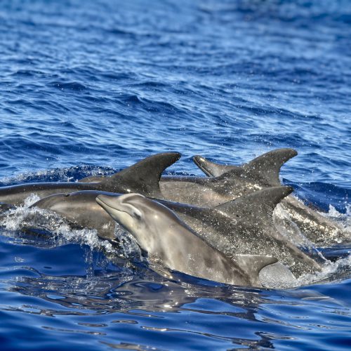 Dolfijn en zeehondencruise